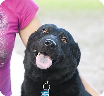Labrador Retriever Mix Dog for Sale in hollywood, Florida - eden Labrador Retriever Mix Dog for Sale in hollywood, Florida - eden