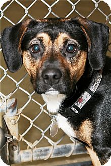 Boxer Mix Dog for Sale in Kalamazoo, Michigan - Crusader Boxer Mix Dog for Sale in Kalamazoo, Michigan - Crusader