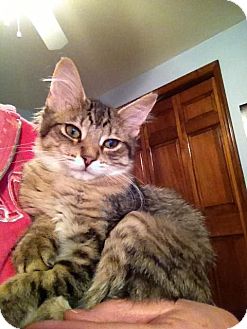 Domestic Longhair Kitten for Sale in Green Bay, Wisconsin - Sapphire Domestic Longhair Kitten for Sale in Green Bay, Wisconsin - Sapphire