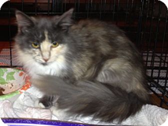 Domestic Longhair Cat for Sale in Troy, Ohio - Callie Domestic Longhair Cat for Sale in Troy, Ohio - Callie