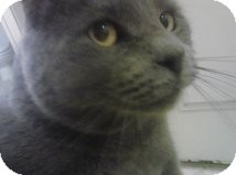 Russian Blue Cat for Sale in Mesa, Arizona - Kratos Russian Blue Cat for Sale in Mesa, Arizona - Kratos