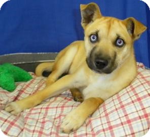 Husky/Terrier (Unknown Type, Small) Mix Puppy for Sale in Lincolnton, North Carolina - Pandora Husky/Terrier (Unknown Type, Small) Mix Puppy for Sale in Lincolnton, North Carolina - Pandora