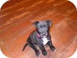 Labrador Retriever Mix Puppy for Sale in Manchester, Connecticut - Annie in Ct Labrador Retriever Mix Puppy for Sale in Manchester, Connecticut - Annie in Ct