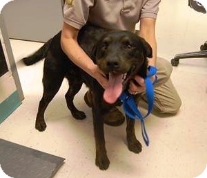 Labrador Retriever Mix Dog for Sale in Richmond, Virginia - Scully Labrador Retriever Mix Dog for Sale in Richmond, Virginia - Scully