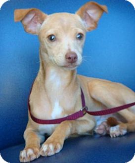 Terrier (Unknown Type, Small)/Chihuahua Mix Puppy for Sale in Red Bluff, California - Bruce Terrier (Unknown Type, Small)/Chihuahua Mix Puppy for Sale in Red Bluff, California - Bruce