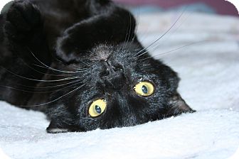 Domestic Shorthair Cat for Sale in SantaRosa, California - Zephyr Domestic Shorthair Cat for Sale in SantaRosa, California - Zephyr