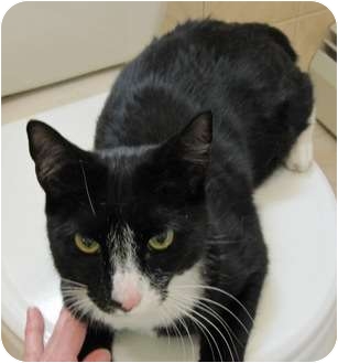 Domestic Shorthair Cat for Sale in Bayonne, New Jersey - Whiskers Domestic Shorthair Cat for Sale in Bayonne, New Jersey - Whiskers