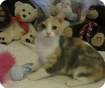 Calico Kitten for Sale in Poway, California - Rainbow Sherbet Calico Kitten for Sale in Poway, California - Rainbow Sherbet