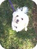 Maltese Mix Dog for Sale in Pineville, North Carolina - Petey Maltese Mix Dog for Sale in Pineville, North Carolina - Petey