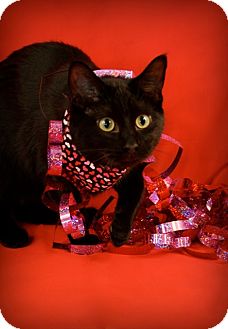 Domestic Shorthair Kitten for Sale in Green Bay, Wisconsin - Leonard Domestic Shorthair Kitten for Sale in Green Bay, Wisconsin - Leonard