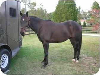 Thoroughbred Mix for Sale in Nicholasville, Kentucky - Sublette Thoroughbred Mix for Sale in Nicholasville, Kentucky - Sublette