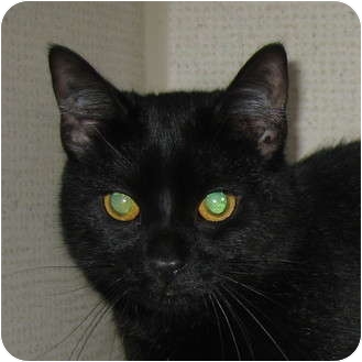 Domestic Shorthair Cat for Sale in Hamilton, New Jersey - NOEL Domestic Shorthair Cat for Sale in Hamilton, New Jersey - NOEL