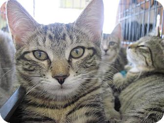 Domestic Shorthair Cat for Sale in Warren, Ohio - Daphne Domestic Shorthair Cat for Sale in Warren, Ohio - Daphne