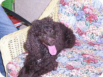 Cockapoo Mix Dog for Sale in New Castle, Pennsylvania - Cockapoo Mix Dog for Sale in New Castle, Pennsylvania -