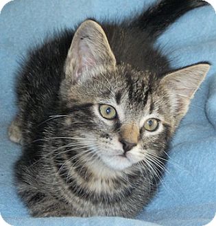 Domestic Shorthair Kitten for Sale in North Highlands, California - Flopsey Domestic Shorthair Kitten for Sale in North Highlands, California - Flopsey
