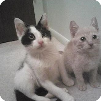 Domestic Shorthair Kitten for Sale in Pittstown, New Jersey - Jeter Domestic Shorthair Kitten for Sale in Pittstown, New Jersey - Jeter