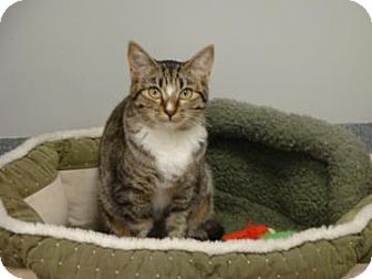 Domestic Shorthair Cat for Sale in Gainesville, Florida - Lauri Domestic Shorthair Cat for Sale in Gainesville, Florida - Lauri