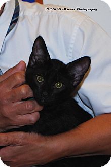 Domestic Shorthair Kitten for Sale in Lincoln, Nebraska - Neil Domestic Shorthair Kitten for Sale in Lincoln, Nebraska - Neil