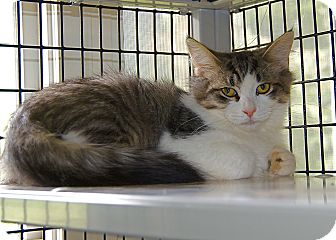 Domestic Mediumhair Kitten for Sale in Victor, New York - Andrew Domestic Mediumhair Kitten for Sale in Victor, New York - Andrew