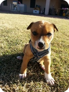 American Pit Bull Terrier/Boxer Mix Puppy for Sale in Phoenix, Arizona - Falloe - Only $95 adoption! American Pit Bull Terrier/Boxer Mix Puppy for Sale in Phoenix, Arizona - Falloe - Only $95 adoption!