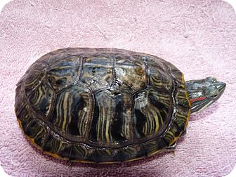 Turtle - Water for Sale in Richmond, British Columbia - Nigel Turtle - Water for Sale in Richmond, British Columbia - Nigel
