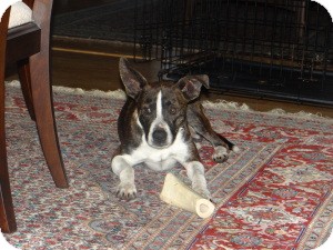 Boston Terrier/Boxer Mix Dog for Sale in Marlton, New Jersey - Libby Boston Terrier/Boxer Mix Dog for Sale in Marlton, New Jersey - Libby