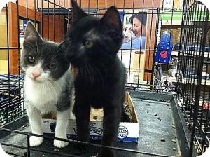 Domestic Shorthair Kitten for Sale in Cranford/Rartian, New Jersey - Caroline Domestic Shorthair Kitten for Sale in Cranford/Rartian, New Jersey - Caroline