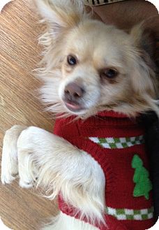 Tibetan Spaniel Dog for Sale in Irvine, California - A-two Tibetan Spaniel Dog for Sale in Irvine, California - A-two