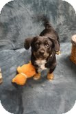 Dachshund Mix Puppy for Sale in Homewood, Alabama - Mikey Dachshund Mix Puppy for Sale in Homewood, Alabama - Mikey