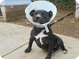 American Pit Bull Terrier Mix Puppy for Sale in Chula Vista, California - Bernice American Pit Bull Terrier Mix Puppy for Sale in Chula Vista, California - Bernice