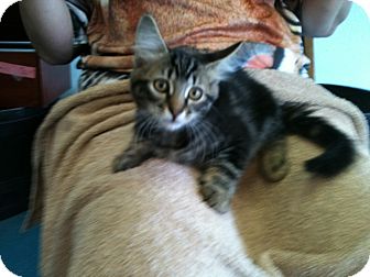Domestic Shorthair Kitten for Sale in Phoenix, Arizona - Lucy Domestic Shorthair Kitten for Sale in Phoenix, Arizona - Lucy
