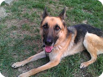 German Shepherd Dog Dog for Sale in Greeneville, Tennessee - Daisy German Shepherd Dog Dog for Sale in Greeneville, Tennessee - Daisy