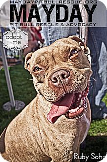 American Pit Bull Terrier Mix Dog for Sale in Phoenix, Arizona - Ruby Soho American Pit Bull Terrier Mix Dog for Sale in Phoenix, Arizona - Ruby Soho