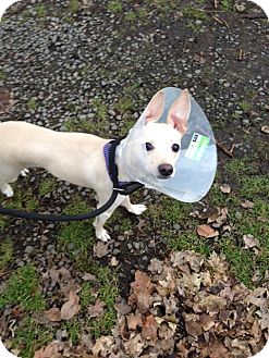 Chihuahua/Whippet Mix Dog for Sale in Wanaque, New Jersey - lulu Chihuahua/Whippet Mix Dog for Sale in Wanaque, New Jersey - lulu