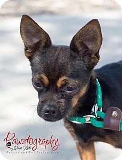 Chihuahua Mix Dog for Sale in Phoenix, Arizona - rocky Chihuahua Mix Dog for Sale in Phoenix, Arizona - rocky