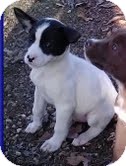Feist/Terrier (Unknown Type, Medium) Mix Puppy for Sale in Allentown, Pennsylvania - Moon Feist/Terrier (Unknown Type, Medium) Mix Puppy for Sale in Allentown, Pennsylvania - Moon