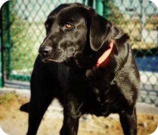 Labrador Retriever Mix Dog for Sale in Cheyenne, Wyoming - Daisey Labrador Retriever Mix Dog for Sale in Cheyenne, Wyoming - Daisey