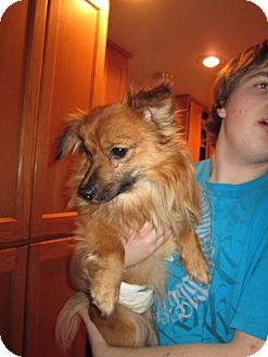 Pomeranian Mix Dog for Sale in Bellingham, Washington - Smoke Pomeranian Mix Dog for Sale in Bellingham, Washington - Smoke
