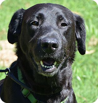 Labrador Retriever Mix Dog for Sale in Washington, D.C. - Ashley *look at her smile Labrador Retriever Mix Dog for Sale in Washington, D.C. - Ashley *look at her smile
