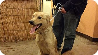Golden Retriever Mix Dog for Sale in Brattleboro, Vermont - Caramel Golden Retriever Mix Dog for Sale in Brattleboro, Vermont - Caramel