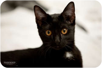 Domestic Shorthair Kitten for Sale in St. Louis, Missouri - Molly Domestic Shorthair Kitten for Sale in St. Louis, Missouri - Molly