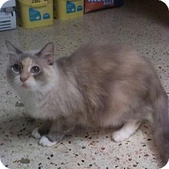 Siamese Cat for Sale in Lantana, Florida - Fluffels Siamese Cat for Sale in Lantana, Florida - Fluffels