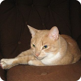 Domestic Shorthair Cat for Sale in Mississauga, Ontario, Ontario - Hyde Domestic Shorthair Cat for Sale in Mississauga, Ontario, Ontario - Hyde