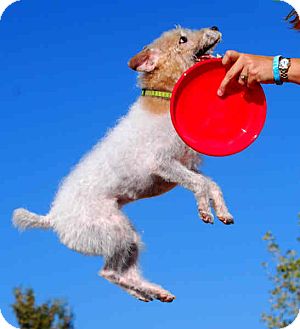 Jack Russell Terrier Dog for Sale in Phoenix, Arizona - GUNNER Jack Russell Terrier Dog for Sale in Phoenix, Arizona - GUNNER