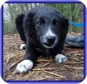Australian Shepherd Dog for Sale in Allentown, Pennsylvania - Grady Australian Shepherd Dog for Sale in Allentown, Pennsylvania - Grady