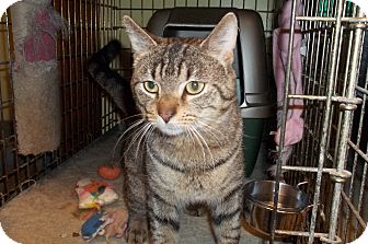 Domestic Shorthair Cat for Sale in Acme, Pennsylvania - Hopkins Domestic Shorthair Cat for Sale in Acme, Pennsylvania - Hopkins