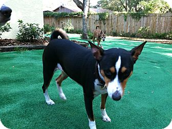 Basenji Dog for Sale in Seminole, Florida - Ada Basenji Dog for Sale in Seminole, Florida - Ada