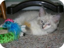 Birman Kitten for Sale in Arlington, Virginia - Phoebe Birman Kitten for Sale in Arlington, Virginia - Phoebe