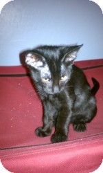 Domestic Shorthair Kitten for Sale in Gilbert, Arizona - Mia Domestic Shorthair Kitten for Sale in Gilbert, Arizona - Mia