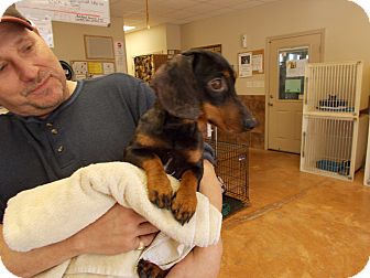 Dachshund/Dachshund Mix Dog for Sale in Heber Springs, Arkansas - Hank Dachshund/Dachshund Mix Dog for Sale in Heber Springs, Arkansas - Hank